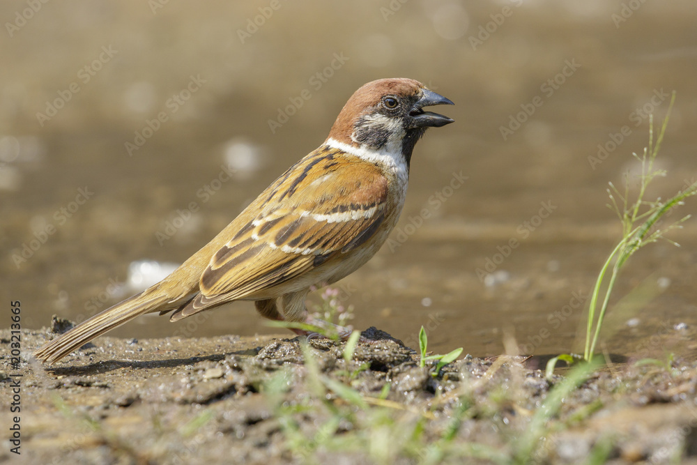 Image of Sparrows are drinking water on the floor. Birds. Animal. Image of Sparrows are drinking water on the floor. Birds. Animal.