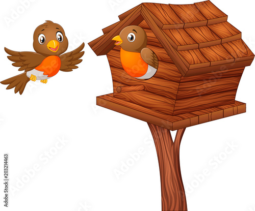 Robin bird at nesting box