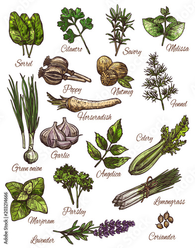 Spice, herb and fresh leaf vegetable sketch design