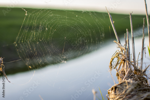 spider web   water reflection