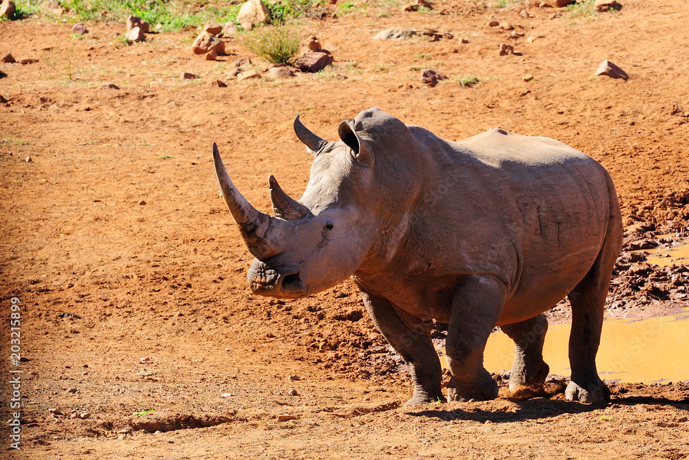 Obraz premium White rhinoceros