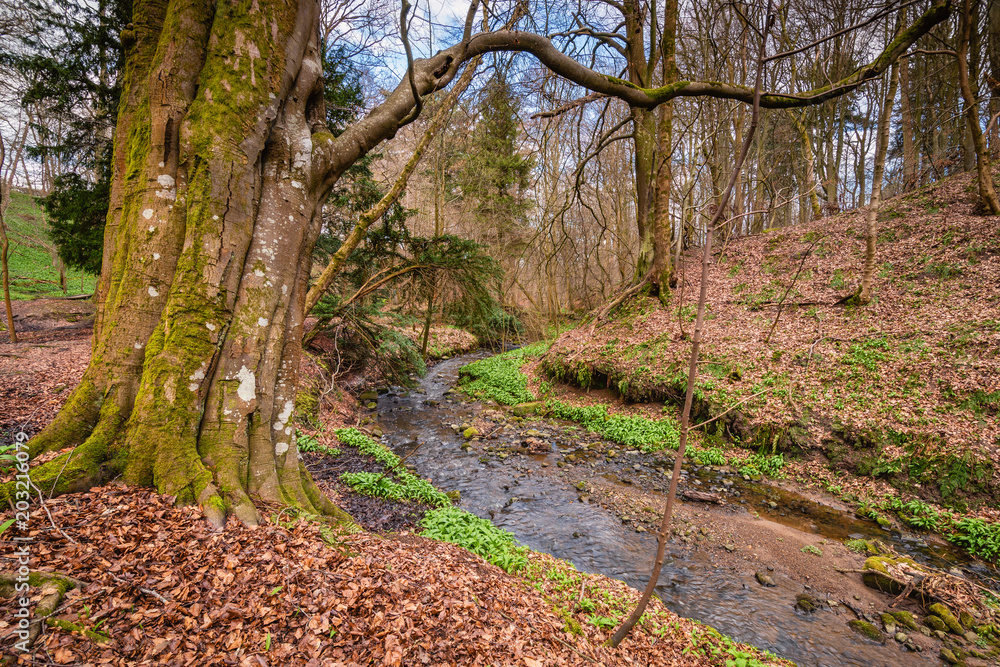 Ancient Tree in Letah Wood / Letah Wood is a rural ancient woodland through which Letah Burn runs, near Hexham in Northumberland Ancient Tree in Letah Wood / Letah Wood is a rural ancient woodland through which Letah Burn runs, near Hexham in Northumberland