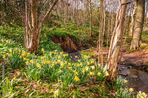 Fototapeta Naklejka Na Ścianę i Meble -  Wild Daffodils in Letah Wood / Letah Wood is a rural ancient woodland through which Letah Burn runs, near Hexham in Northumberland
