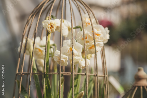 Fototapeta Naklejka Na Ścianę i Meble -  Narcissus in a pot outdoor
