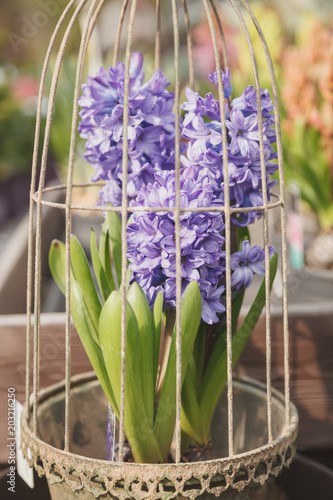 Blue Garden or Dutch hyacinth (Hyacinthus orientalis) in pot