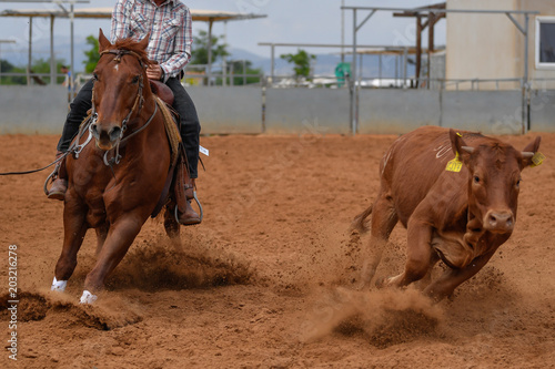Cowboy in jeans and checkered shirt riding her horse in a calf cutting in the red clay an arena.