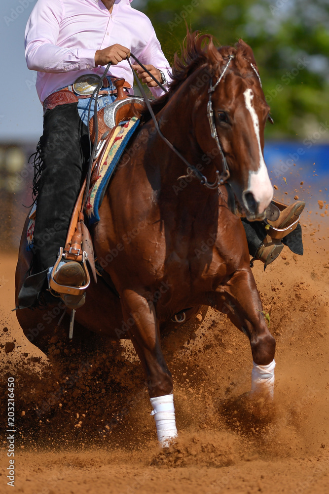 Obraz premium The front view of a rider in jeans, cowboy chaps and checkered shirt on a reining horse slides to a stop in the red clay an arena.