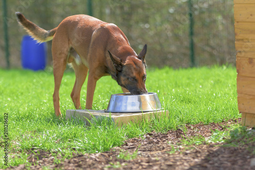 Belgischer Schäferhund trinkt Wasser aus einem großen Napf photo