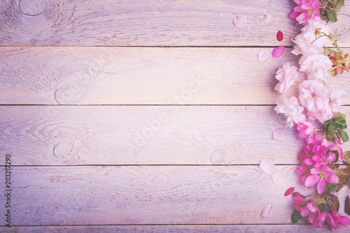 Beautiful pastel colored cherry blossoms on rustic wooden background