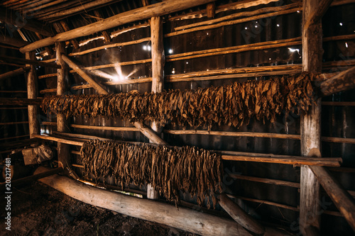 Drying of aromatic tobacco in wooden barn photo