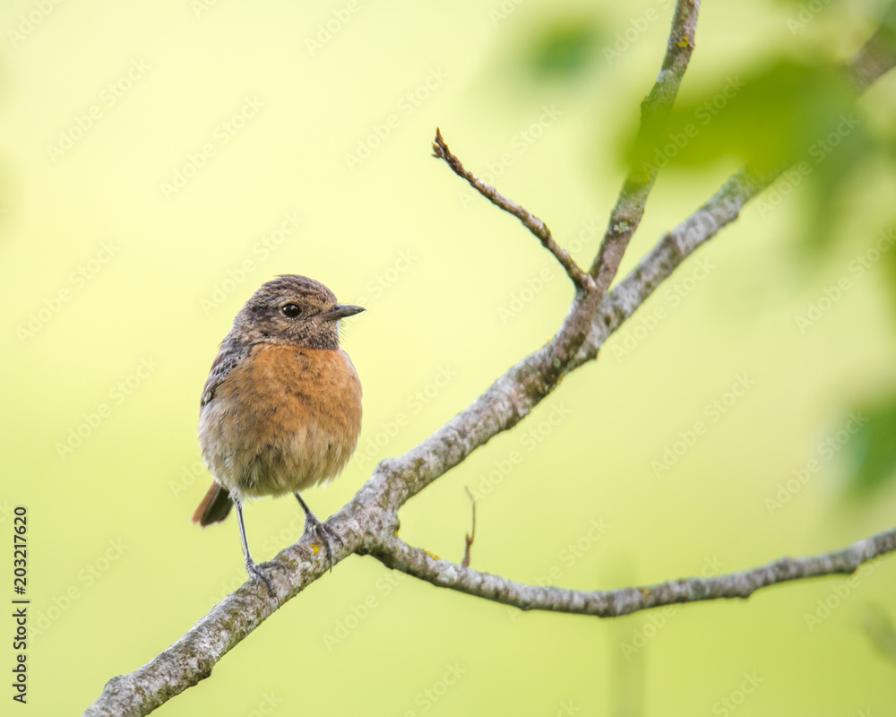 Fototapeta premium Young Stonechat
