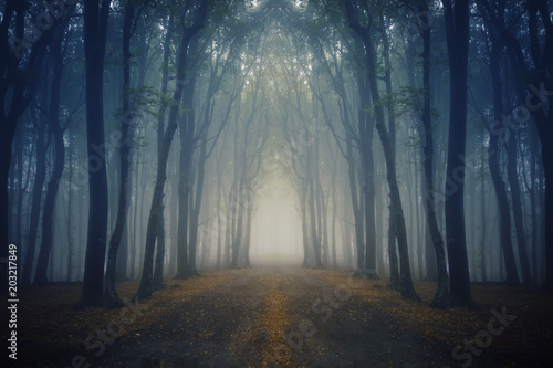 magical road in fantasy forest