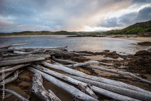 Driftwood at Arthur River estuary at dawn, Tasmania