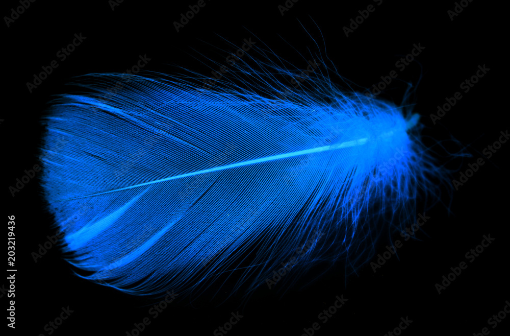 Obraz premium Blue feather on a black background