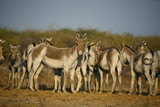 Asiatic Wild Ass, Equus hemionus khur, Little Rann of Kutch, Gujarat