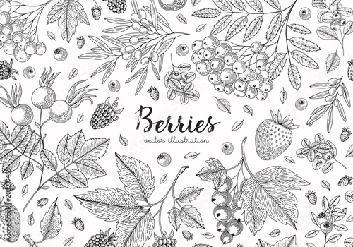 Berries collection top view illustration. Healthy food. Engraving sketch vintage style. Vegetarian food for design menu  recipes  decoration kitchen items. Great for label  poster  packaging design.