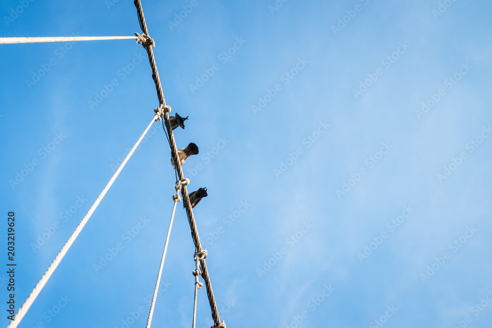 The wire metal rope bridge with dove The wire metal rope bridge with dove