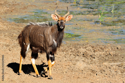 Nyala bull at a waterhole