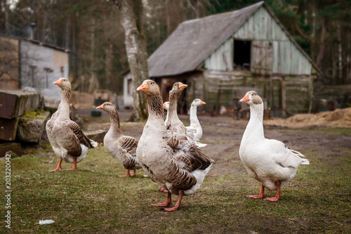 Geese in a rural yard