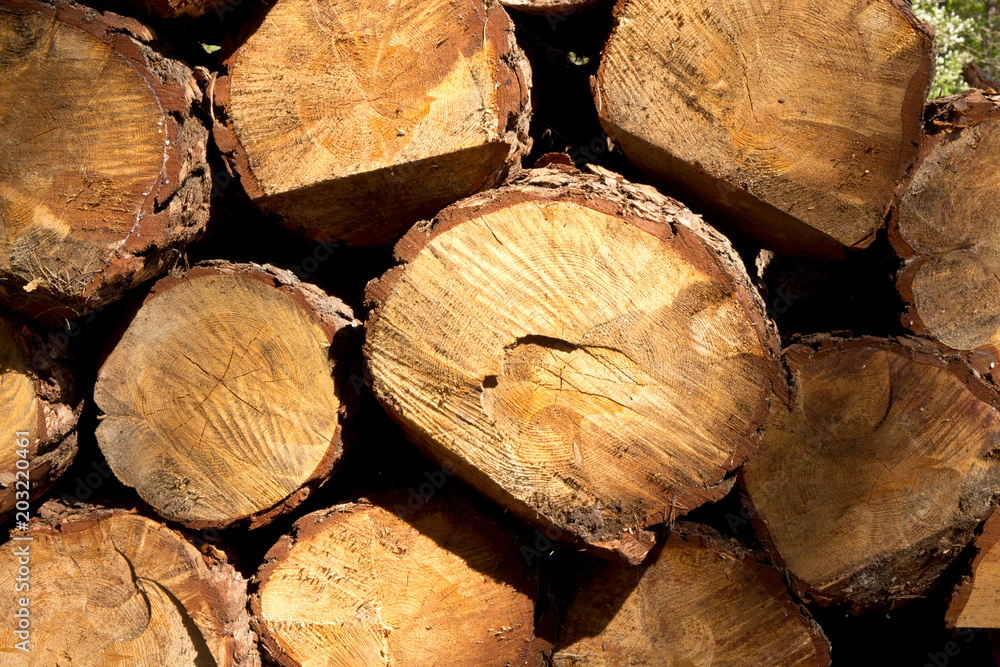 Naklejka premium Bunch of felled and cut trees. Piled pine trunks