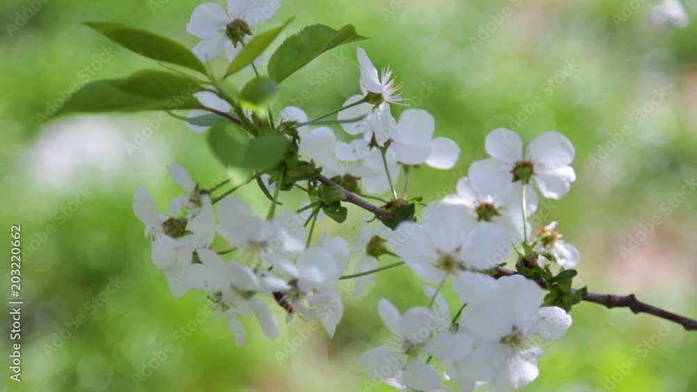 Closeup view of white cherry blossom in spring soft sunset light outdoors isolated at blurry green grass. Beautiful tender nature background. Closeup view of white cherry blossom in spring soft sunset light outdoors isolated at blurry green grass. Beautiful tender nature background.