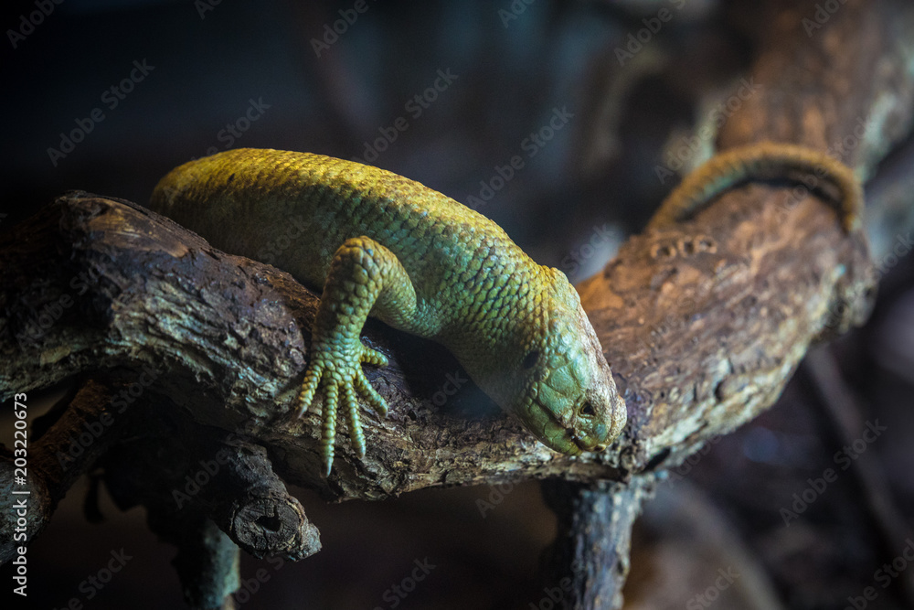 Naklejka premium Reptile