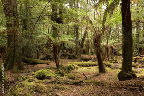 Foto Julius River Rainforest, Tasmania