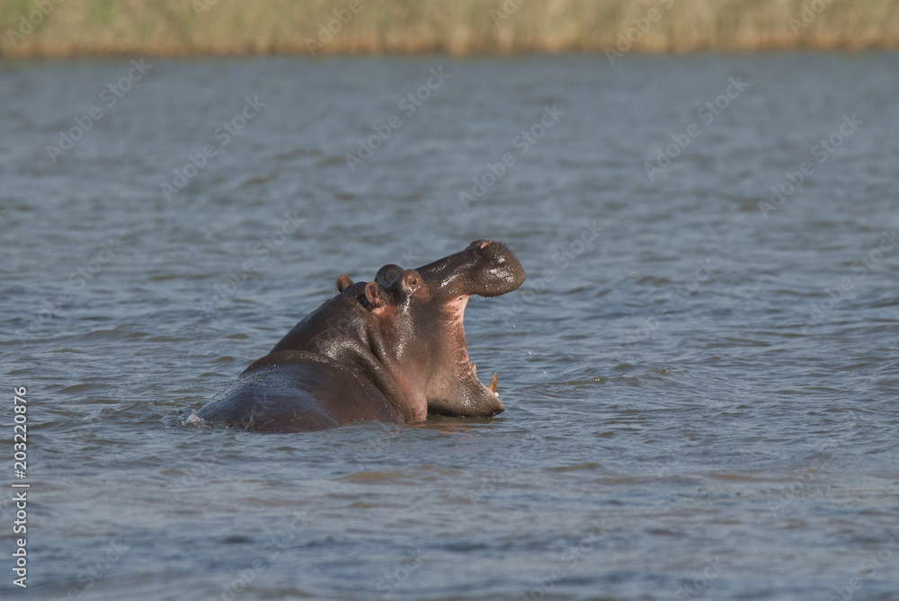 Fototapeta premium Playing Hippopotamus , Kruger National Park , Africa