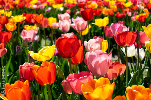 Tulpenfeld - Tulpen in unterschiedlichen Farben.