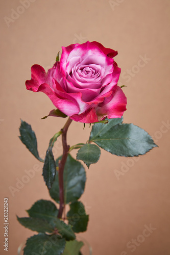 nice pink rose