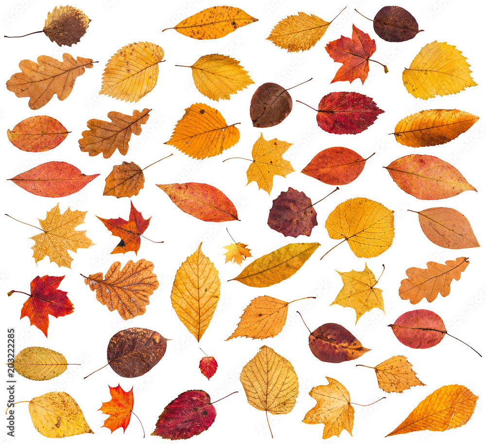 collection of various dried autumn fallen leaves collection of various dried autumn fallen leaves