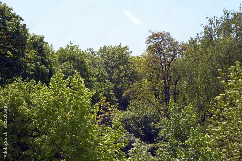 Green woods, blues skies sun light happy summer Green woods, blues skies sun light happy summer