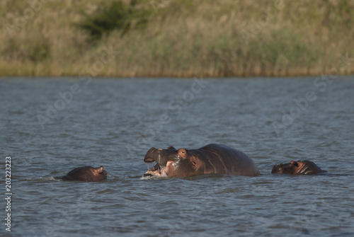 Playing Hippopotamus , Kruger National Park , Africa