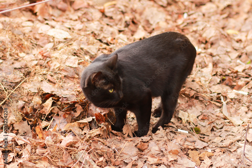 The black graceful cat hunts in garden. The black graceful cat hunts in garden.