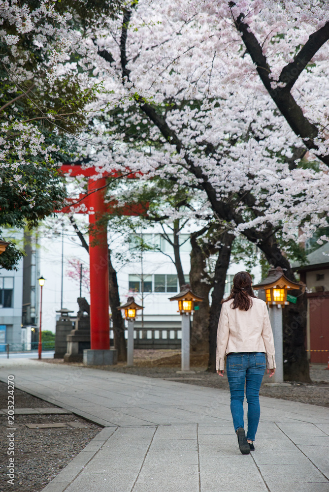 A woman walking under cherry blossoms in Japan A woman walking under cherry blossoms in Japan