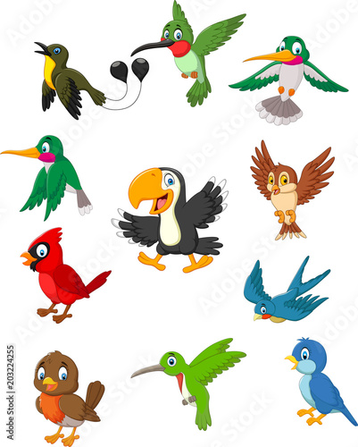 Cartoon birds collection set