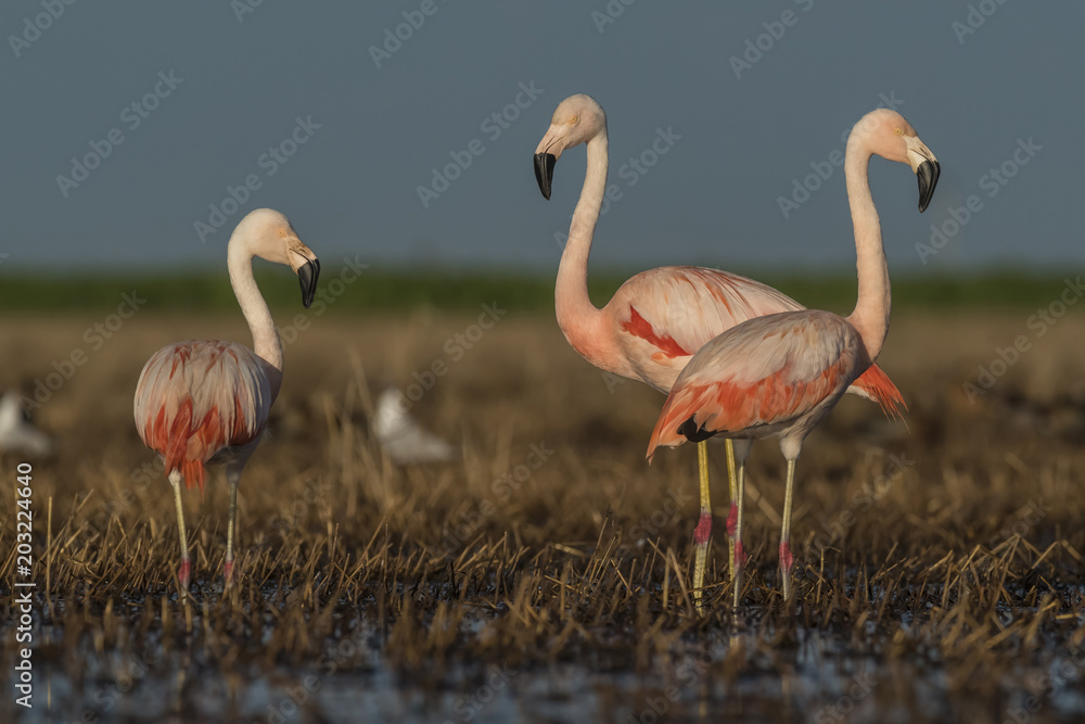 Fototapeta premium Flamingos, Patagonia Argentina