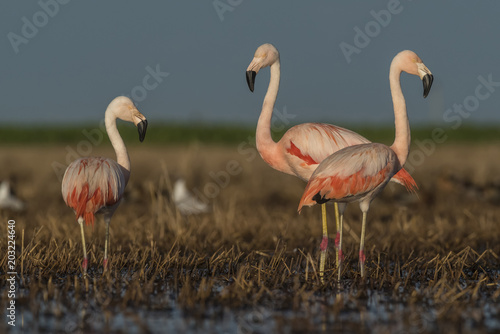 Flamingos, Patagonia Argentina