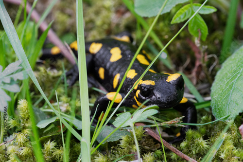 Fire salamander (Salamandra salamandra) in a nature © NERYX