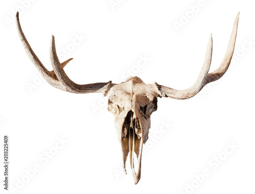 front view of skull of young moose animal isolated