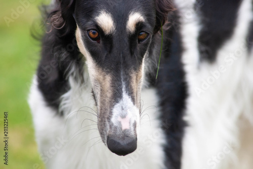 borzoi close up photo