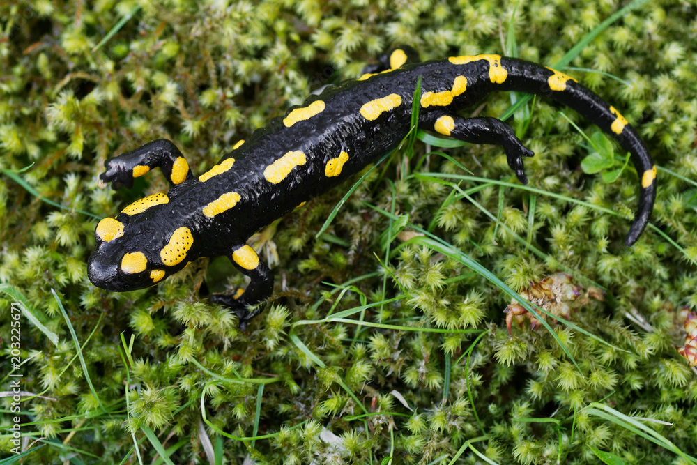 Fire salamander (Salamandra salamandra) in a nature