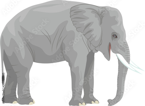 vector african elephant