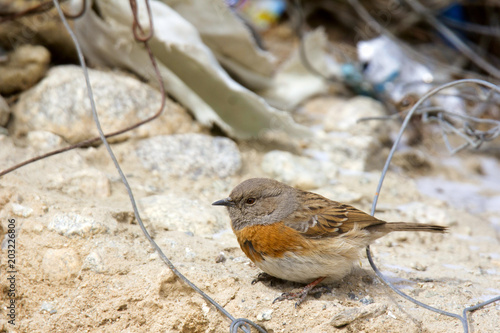 Robin Accentor, Prunella rubeculoides, Hanle, Jammu and Kashmir photo