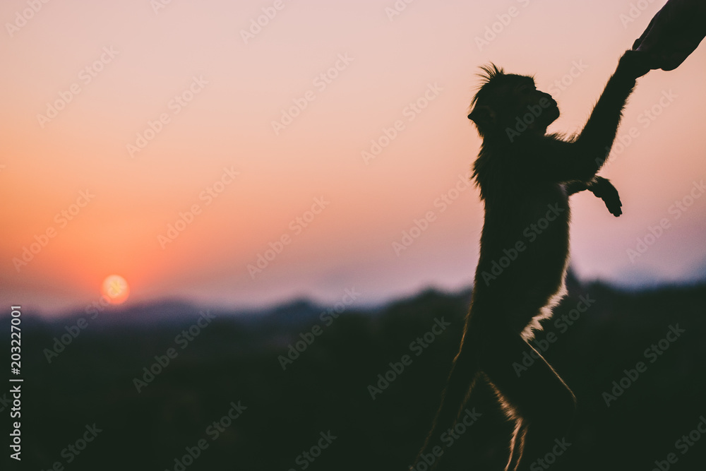Monkey feeding at sunset
