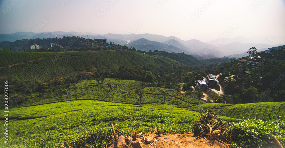 Tea fields of Munnar