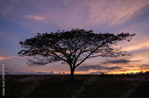tree silhouette with beautiful sky in sunset time