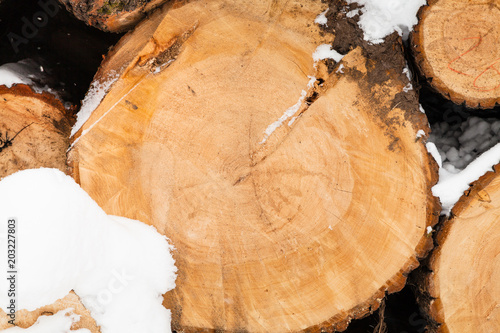 Foto sawed tree trunk in winter