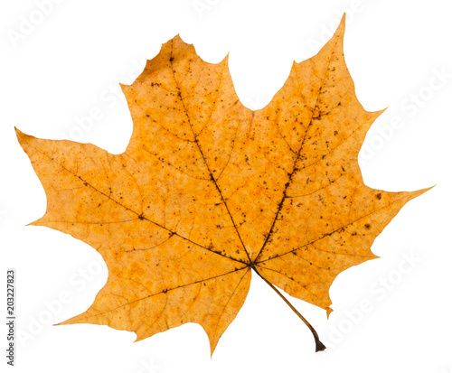 Wallpaper Mural broken autumn leaf of maple tree isolated Torontodigital.ca