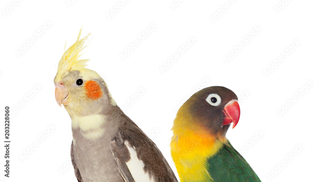 Couple of tropical birds